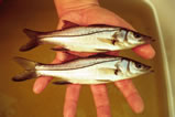 handSnook