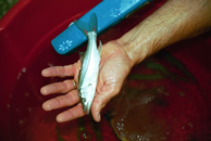 tagged snook