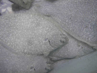 Flounder