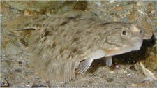 winter flounder