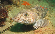ling cod